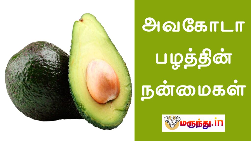 Avocado In Tamil