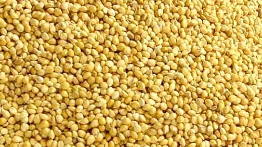 Foxtail millet tamil