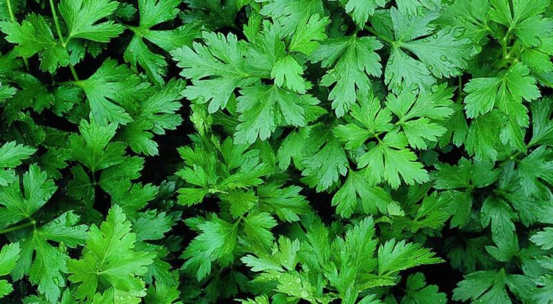 The Amazing benefits Parsley In Tamil