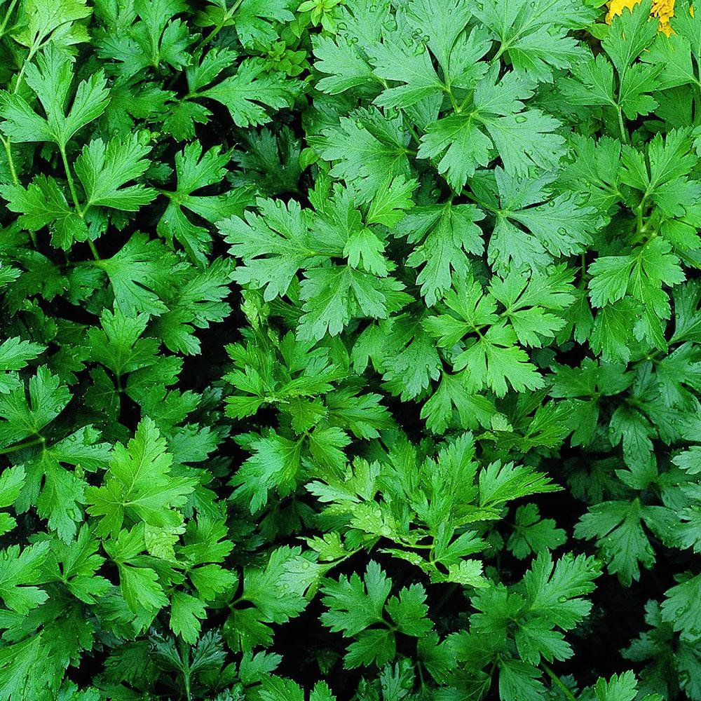 The Amazing benefits Parsley In Tamil