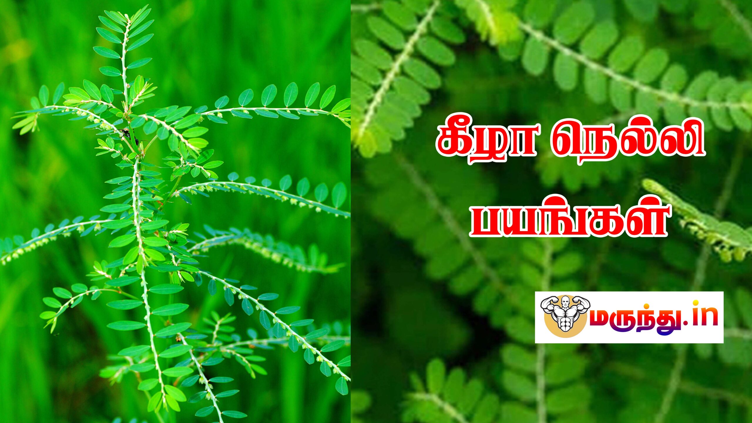 கீழாநெல்லி மருத்துவ குணங்கள்