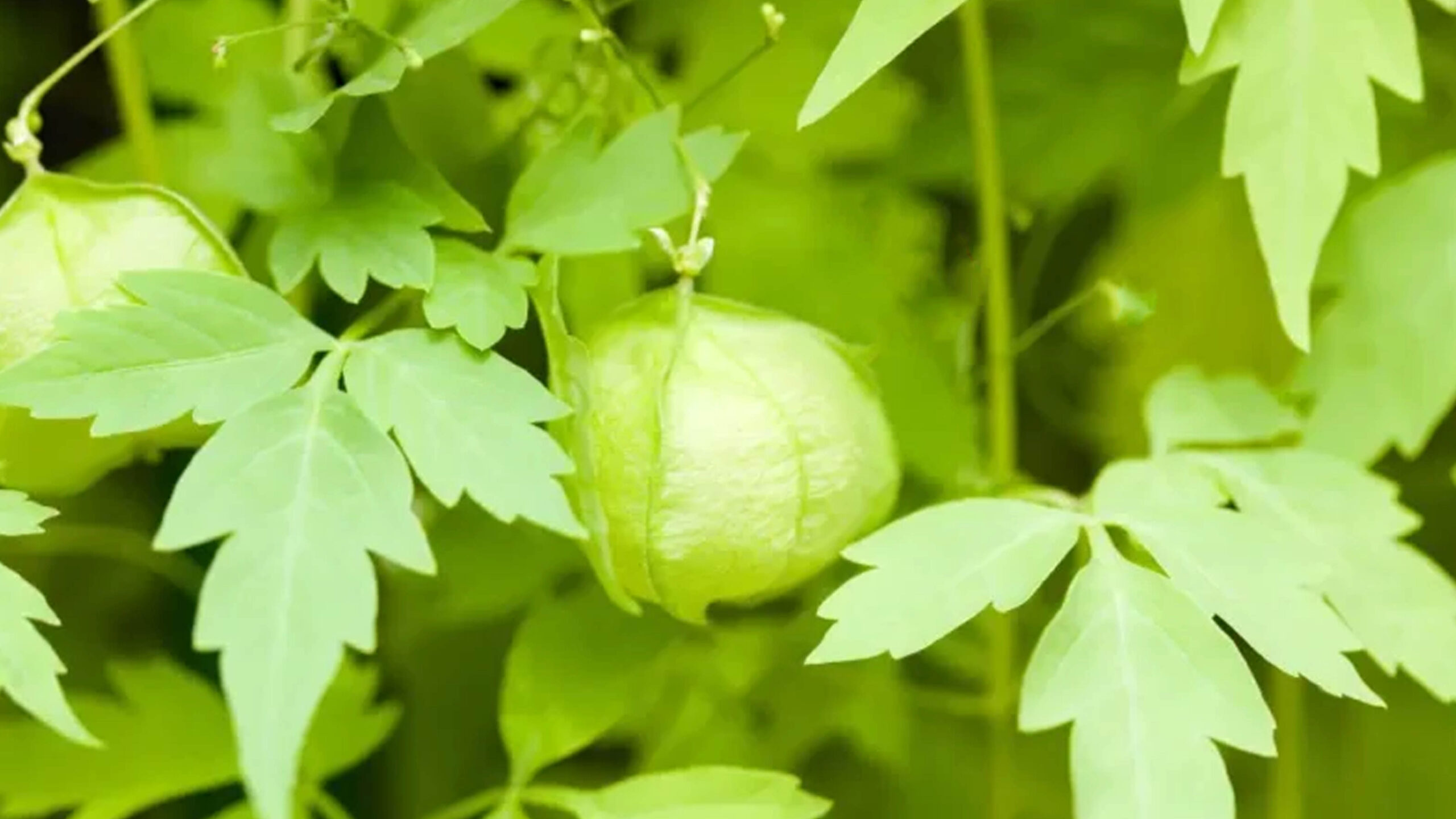 முடக்கத்தான் கீரை
