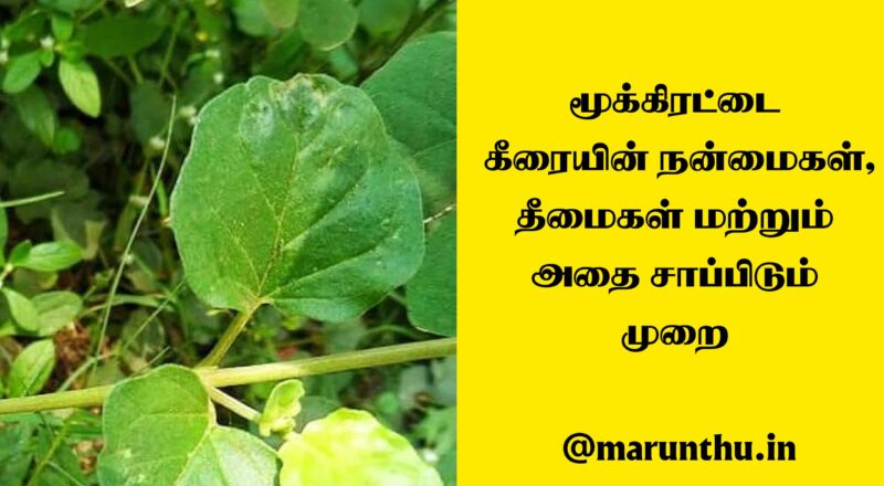 மூக்கிரட்டை கீரையின் நன்மைகள், தீமைகள் மற்றும் அதனை சாப்பிடுவது எப்படி